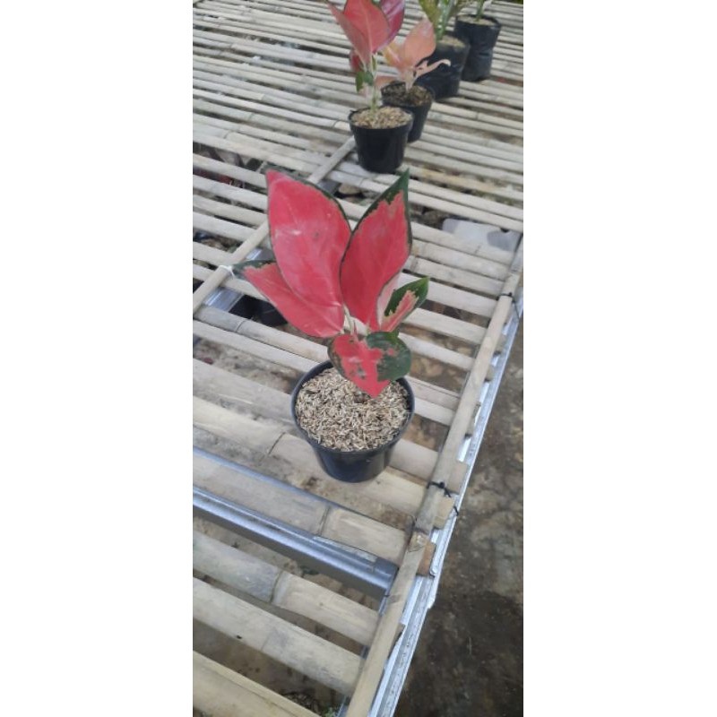 aglonema suksom jaipong dewasa