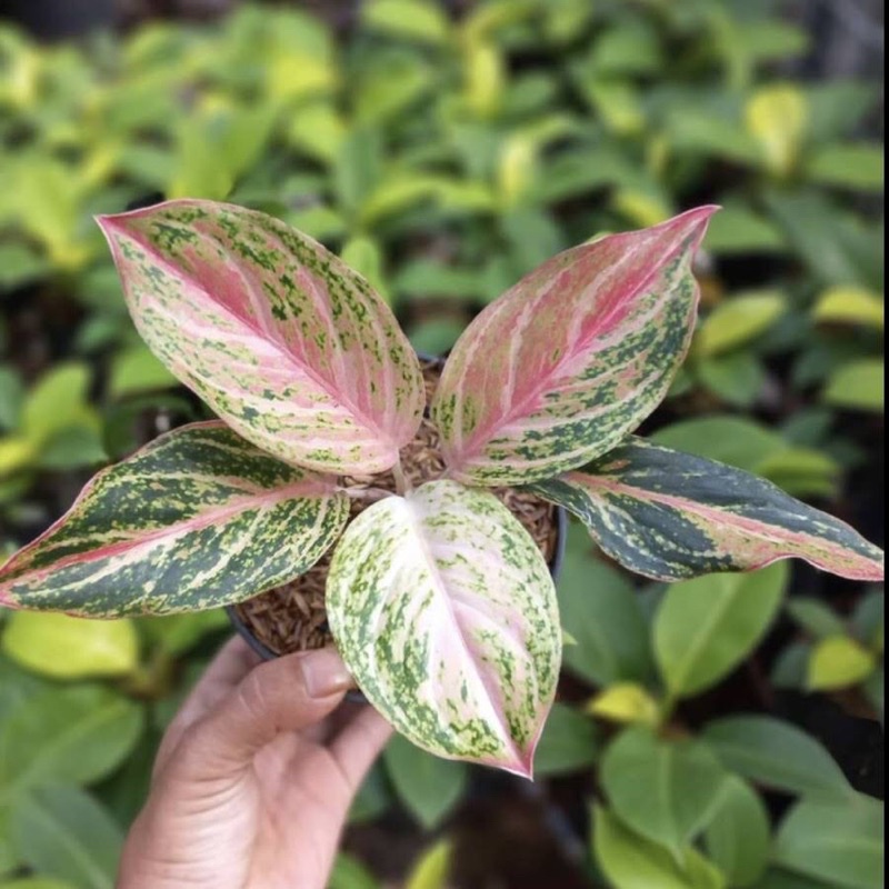 Bibit Aglonema Bidadari Anakan 1-3 Daun