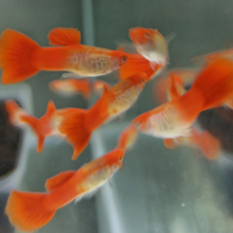 Dapatkan 1 Pasang Albino Koi Snake skin Gen King red ear