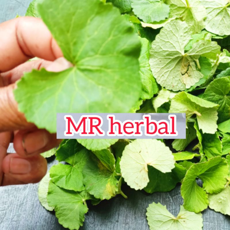 

Jual Daun pegagan atau antanan tanpa batang segar per 200 gram