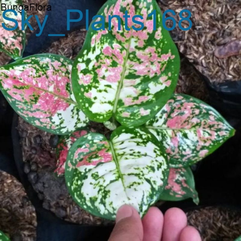 Anakan Aglonema Tricolour