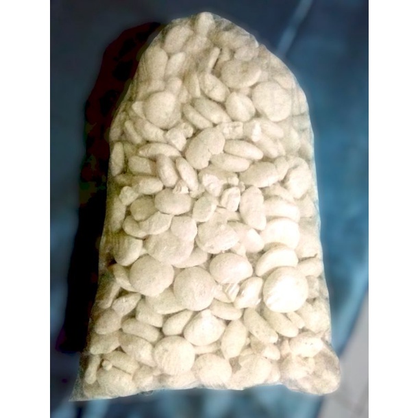 

Ragi untuk pakan semut jepang