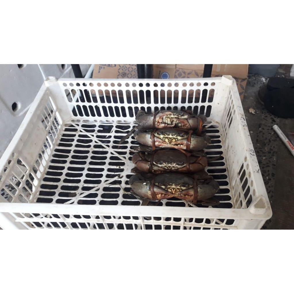 

Kepiting hidup segar 1 kg 4 - 5 ekor