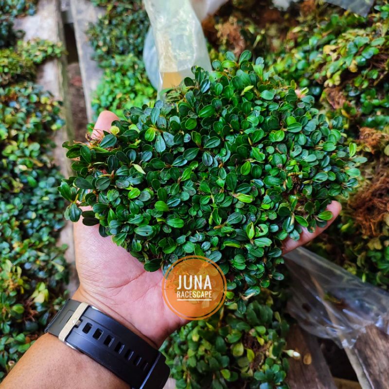 BUCE PHALANDRA SUPER MINI BUCEPHALANDRA AQUASCAPE