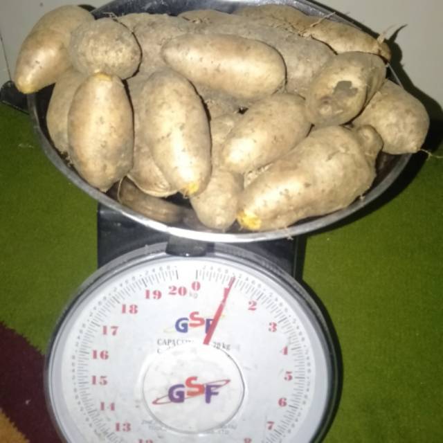 Gembili 1 kg fresh di petik jika Ada pesanan