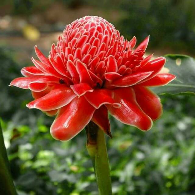 aidhamulyadi