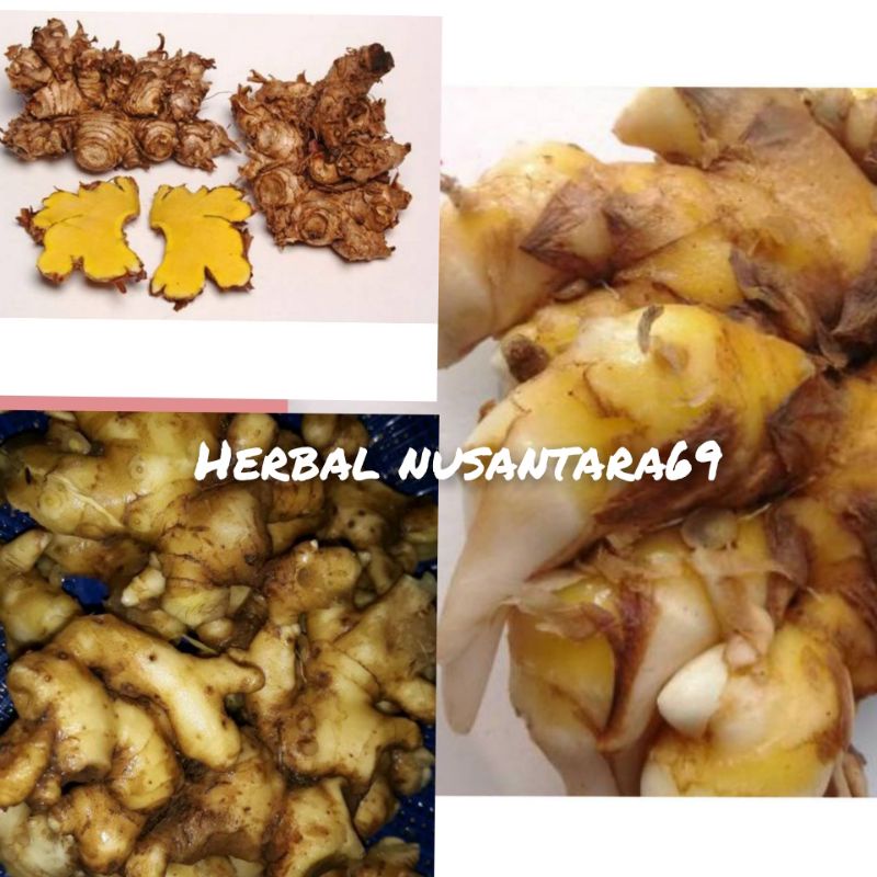 

Promo Bangle Segar Atau Panglai 200gr