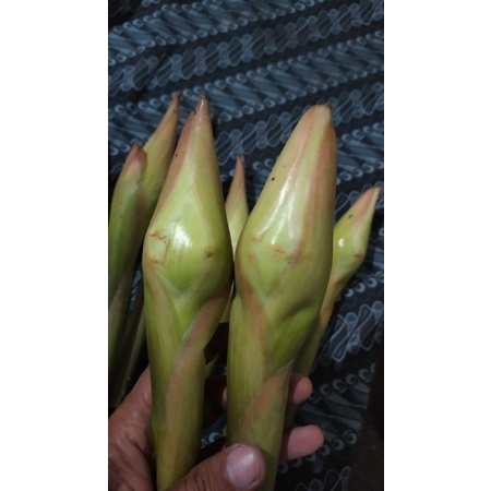 

KECOMBRANG FRESS MURAH 1 PCS 1000 MANFAAT DIPETIK SAAT AKAN DIKIRIM + bonus