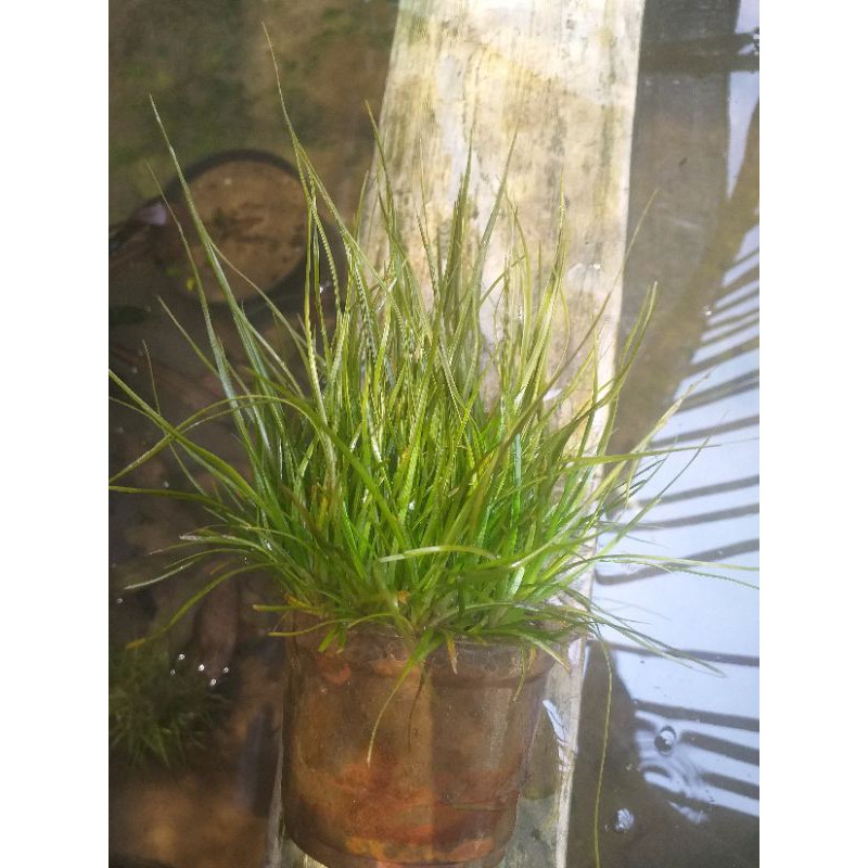 

eriocaulon sp vietnam ful air