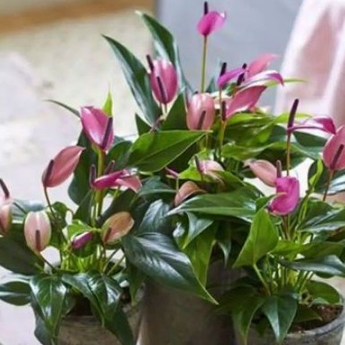 Anthurium mini mouse ungu