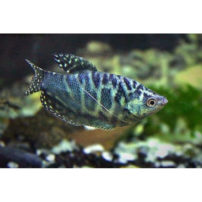 Ikan Hias Sepat Batik Hitam Biru Aquascape Akuarium Garansi Hidup