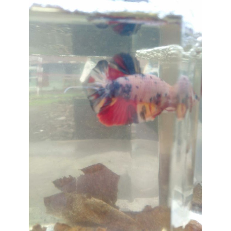 

Multicolor Galaxy Betta Fish