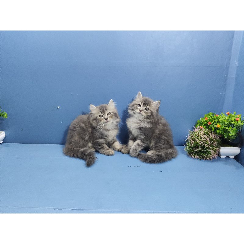 kitten persia abu lucu dan aktif