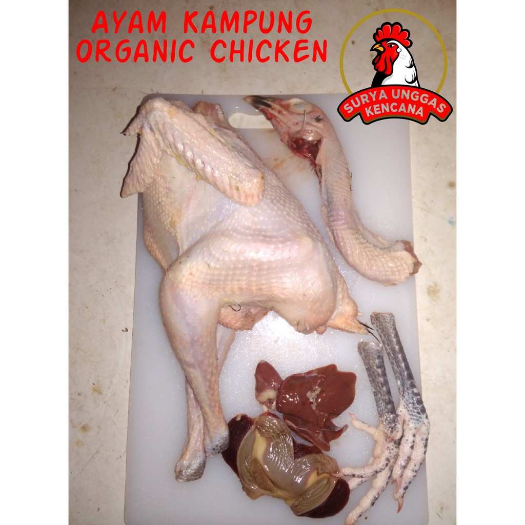 Harga ayam kampunģ per ekor 2021