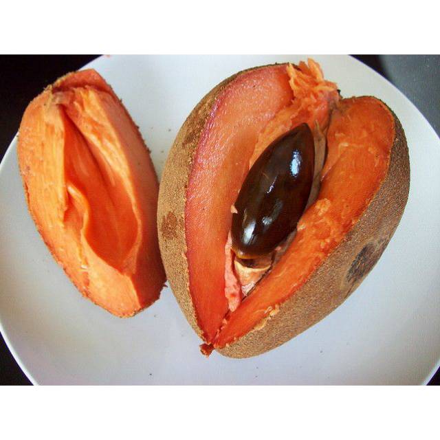 Bibit Mamey Sapote atau Sawo Raksasa
