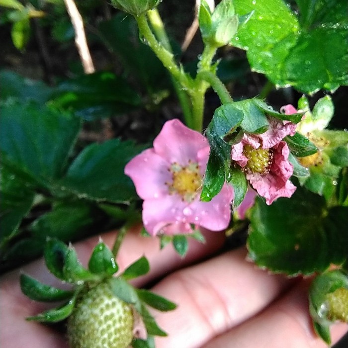 

5 tanaman strawbery bunga ping buah manis dan besar tanaman hias murah