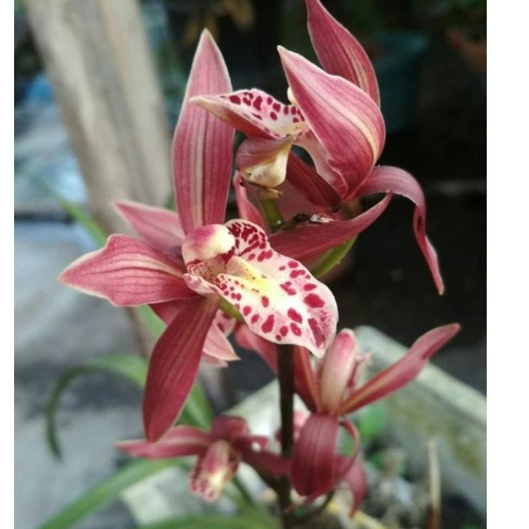 Termurah Anggrek Cymbidium Merah totol