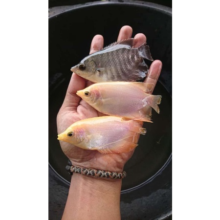 Gurame padang bibit ukuran silet ngorek 2jari