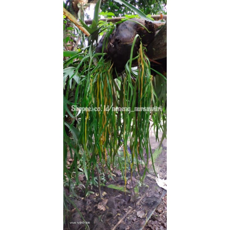 Ophioglossum pendulum / tanaman hias gantung