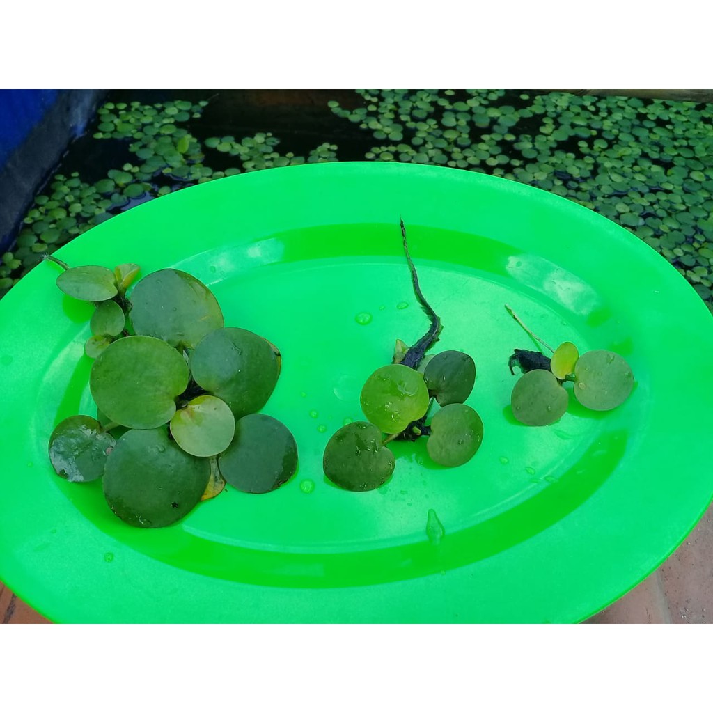 Frogbit Obral Murah Meriaah