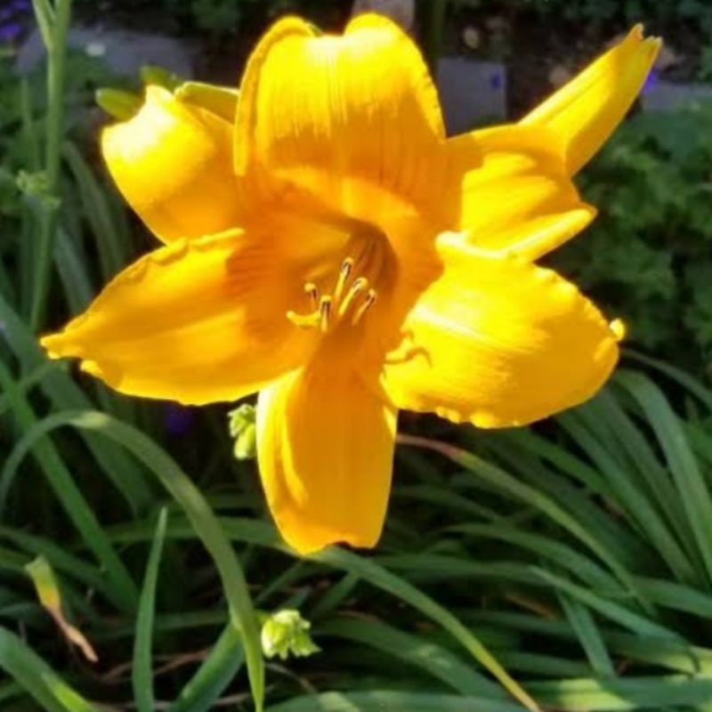 bibit tanaman bunga Bakung bunga kuning cantik