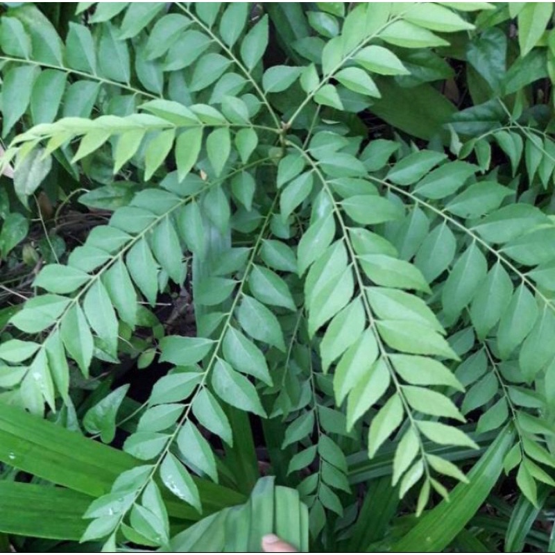 

Salam Koja Fresh 4 Tangkai