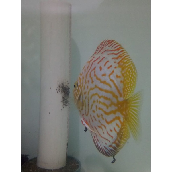 

burayak.discus