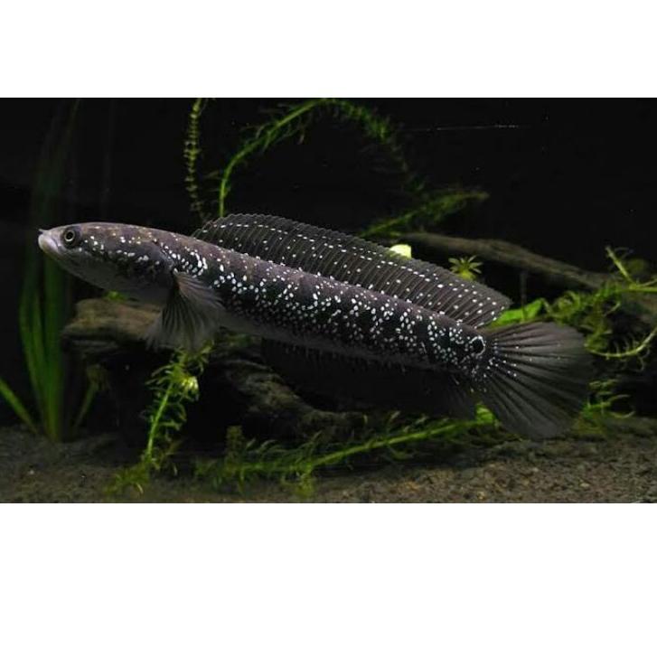 

[KODE YREU8] Channa Asiatica WS Pure channa tica ws 8cm Grade A