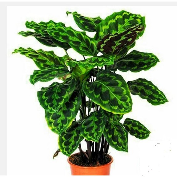 BIBIT TANAMAN  HIAS CALATHEA  MERAK  Shopee Indonesia