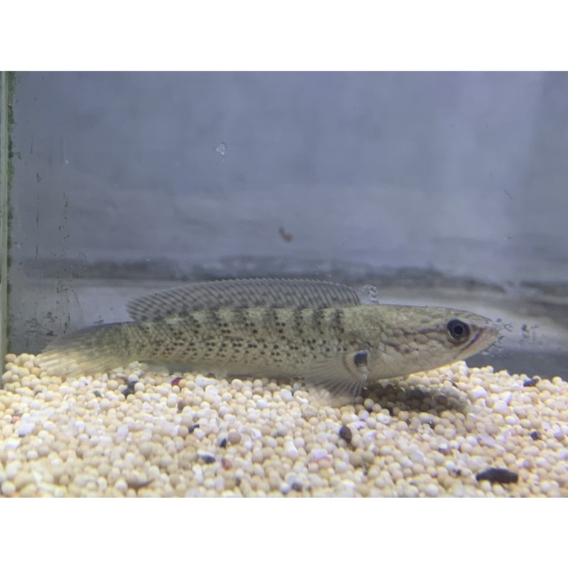 ikan hias channa Stewarti