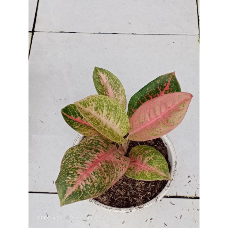 aglonema harley queen