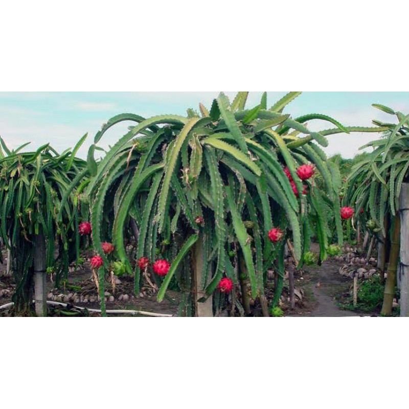 

Bibit buah naga merah