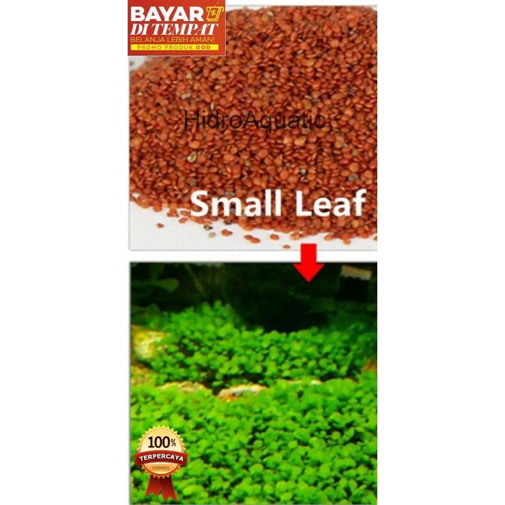 PROMO ISI 10ml Bibit tanaman Aquascape LEAF GRASS Carpet seed Tanaman air Benih rumput aquascape rumput aquarium