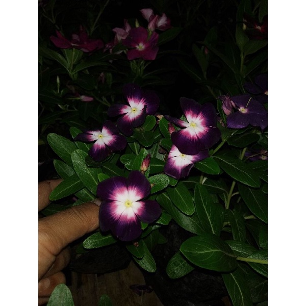 biji vinca ningrum aurola