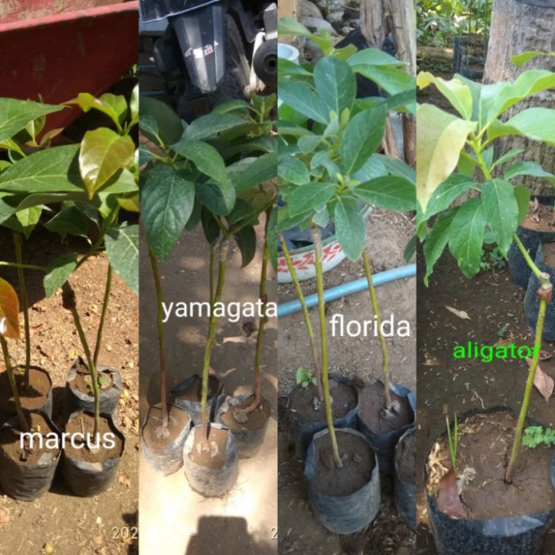 Paket 4 Bibit Alpukat Paling Laris Buah Jumbo (Aligator, Markus, Florida, Yamagata)