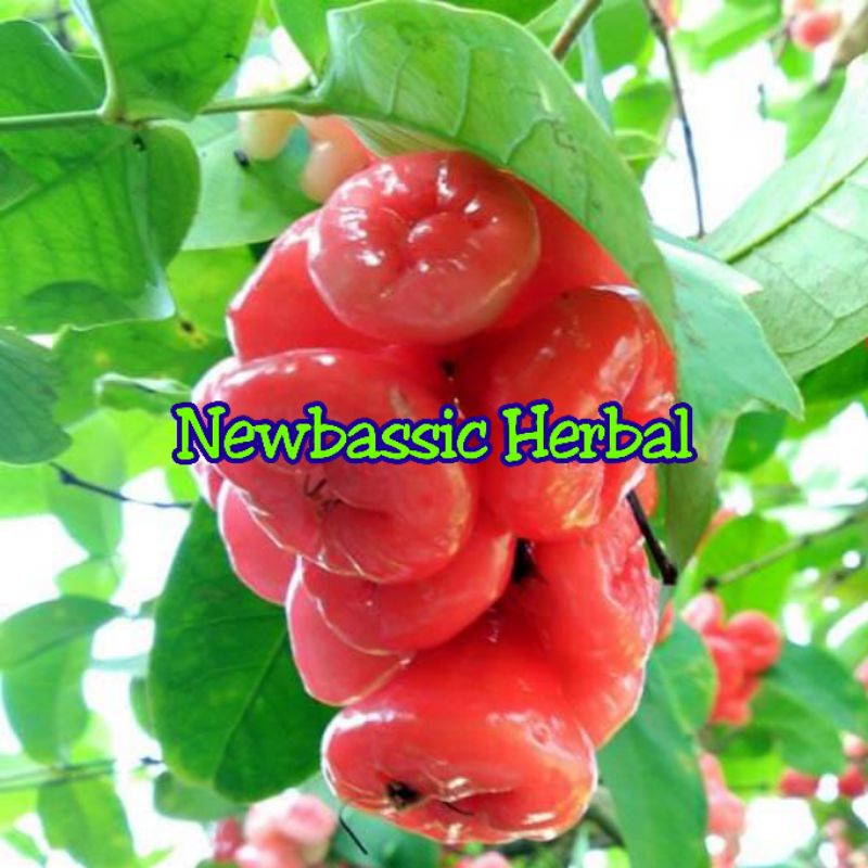 

buah jambu air fresh