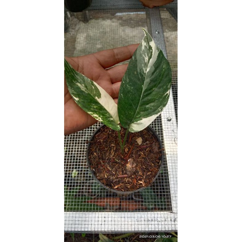 Epipremnum pinnatum variegata