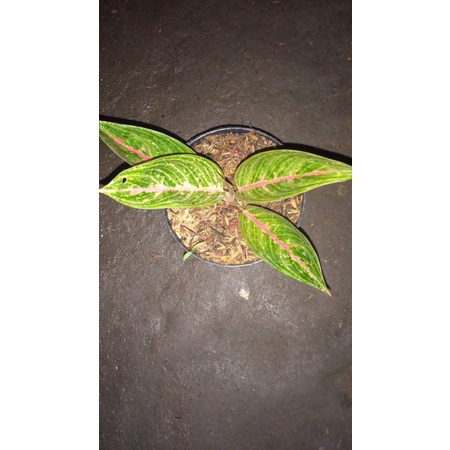 AGLONEMA GREEN LEGACY BABY