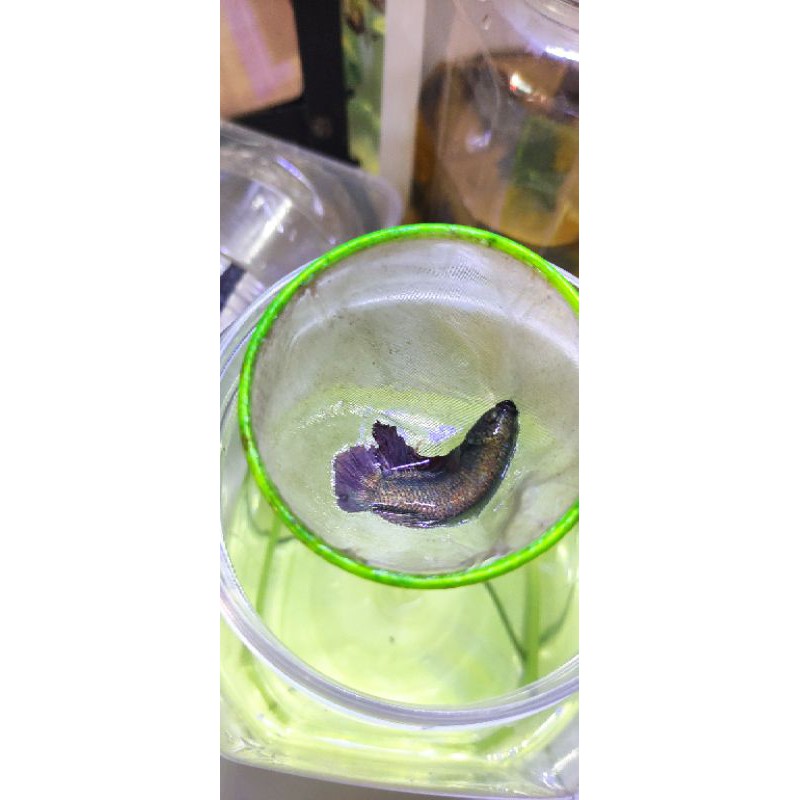 Cupang avatar Gold copper TOP Grade