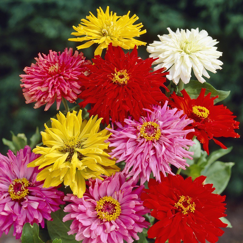 Benih-Bibit Zinnia Cactus Folowered Mix (Haira Seed)