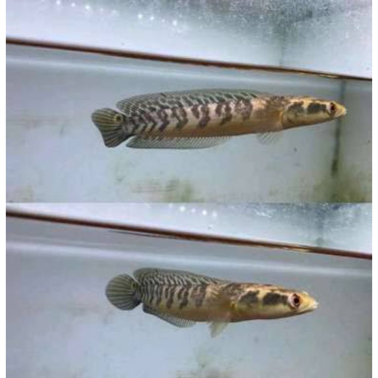 chanda maru ys proges sortiran.10 ekor