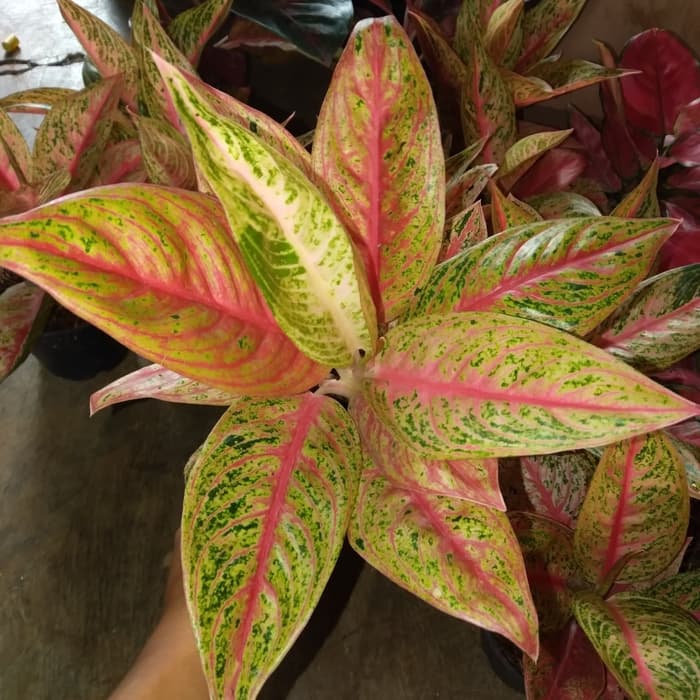 Tanaman Hias Aglonema Legacy Red Legasi Indukan