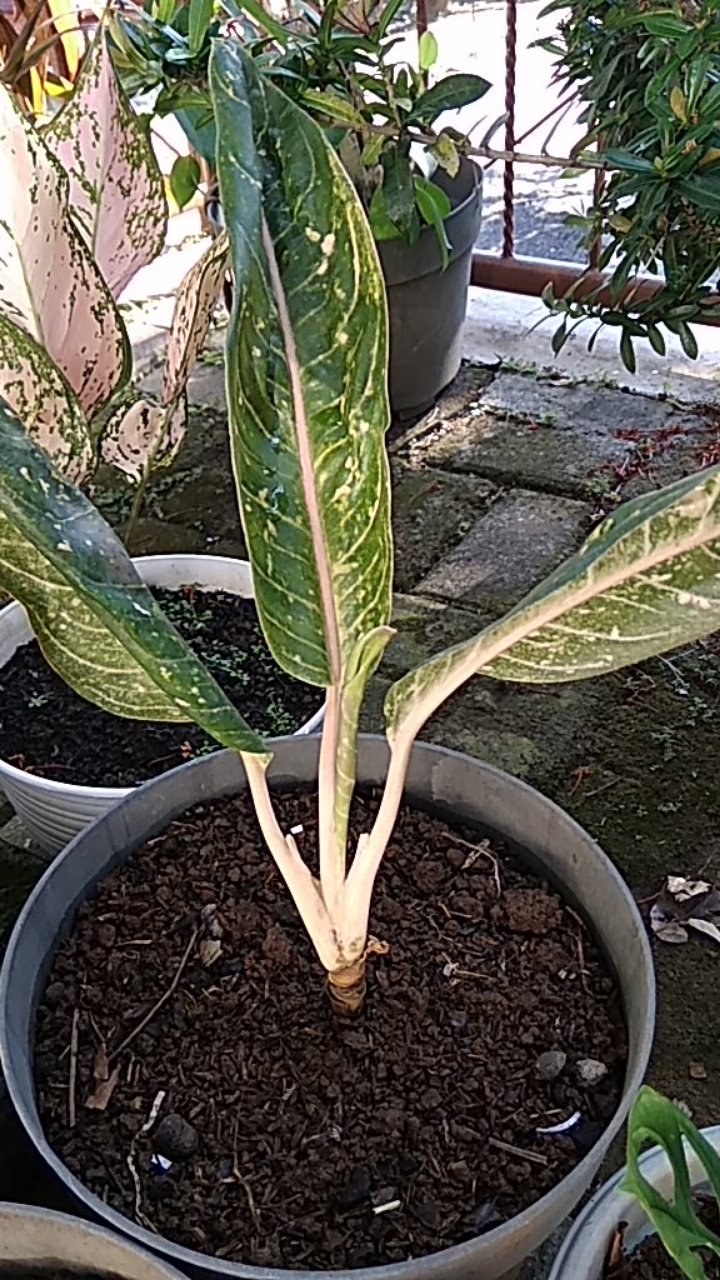 Aglaonema Donna Carmen