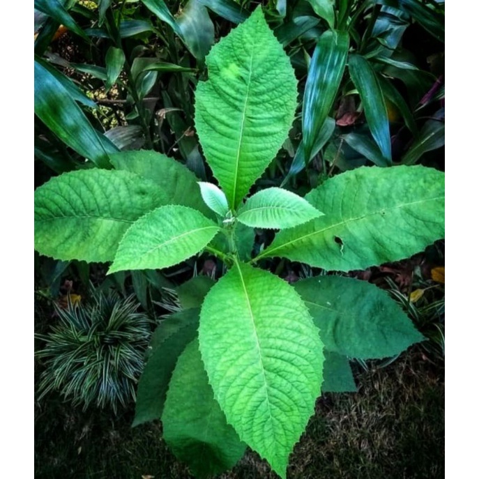 

Daun Sembung herbal banyak khasiat