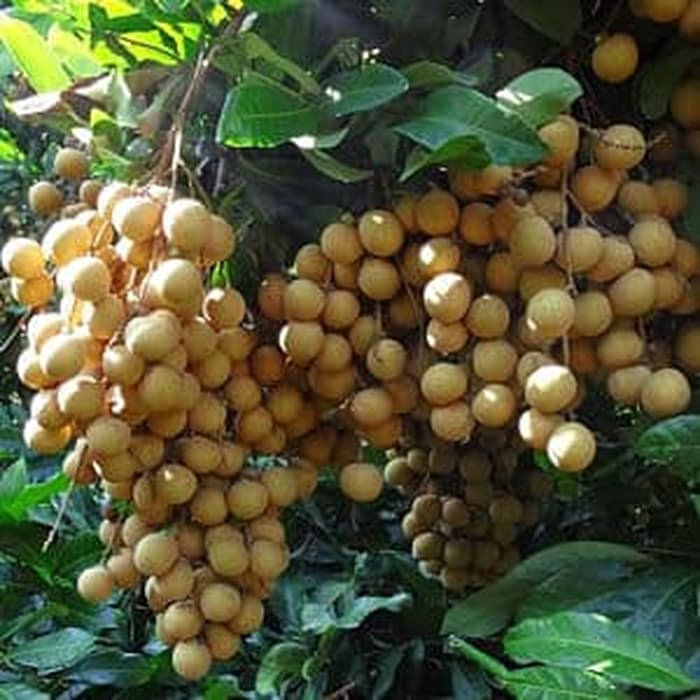 paket 3 bibit kelengkeng kristal