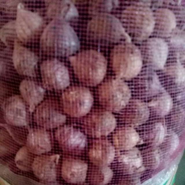 

Bawang Tunggal/Lanang