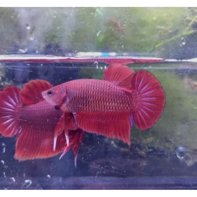 

ikan cupang super red 2 ekor betina + jantan