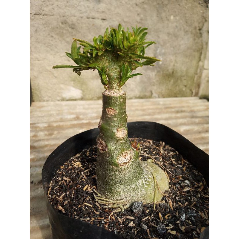 Adenium grating Kamboja KISTATA YAMAN