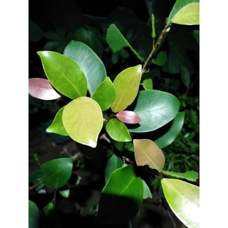 Bahan Bonsai Iprik Pucuk merah