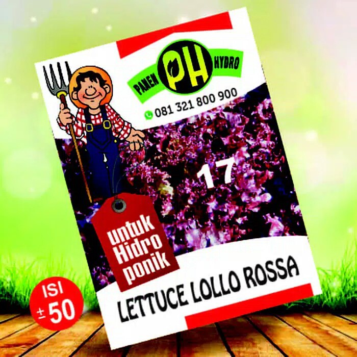 BENIH BIBIT SELADA MERAH KHUSUS HIDROPONIK